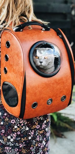 [2436x1125]猫咪 太空舱 背包 透视 苹果手机壁纸图片
