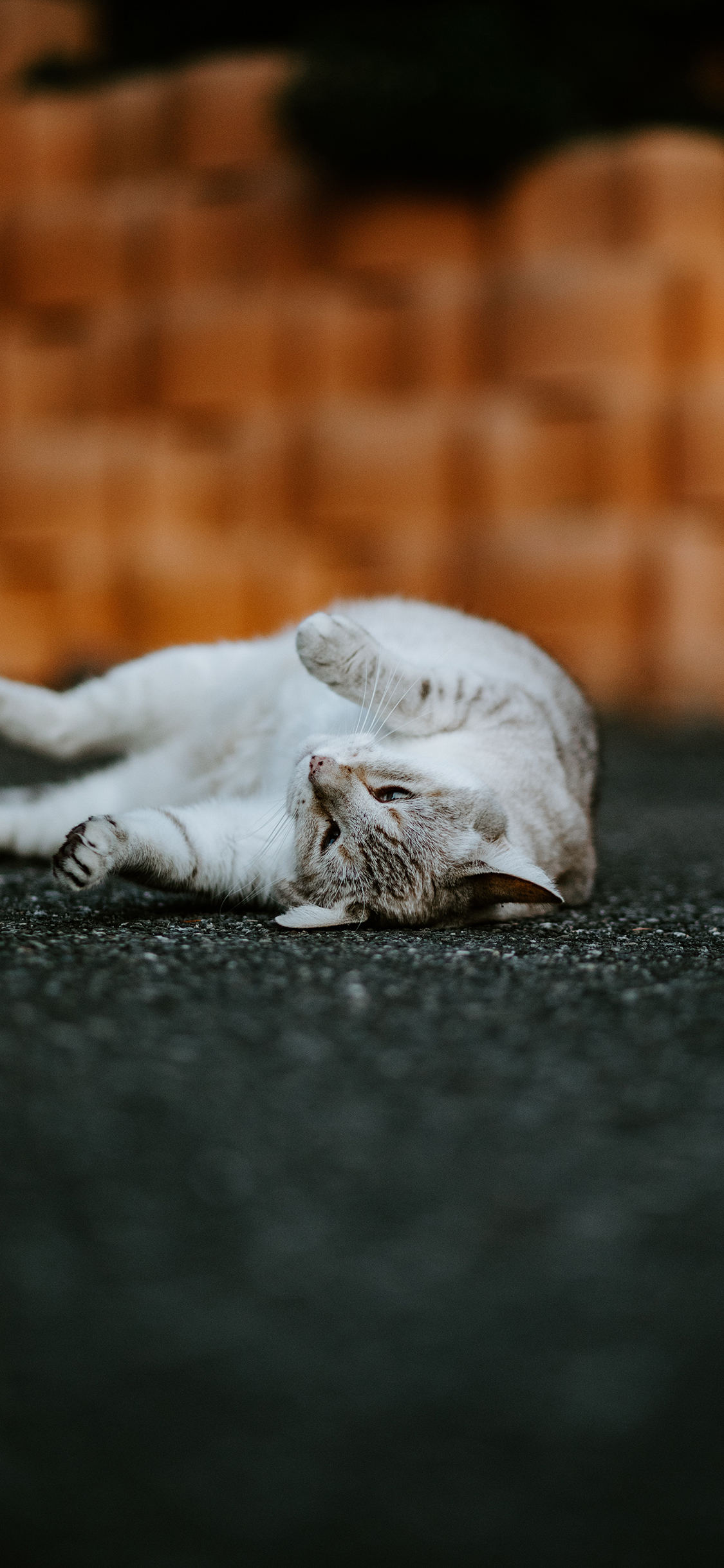 [2436×1125]猫咪 宠物 苹果手机壁纸图片