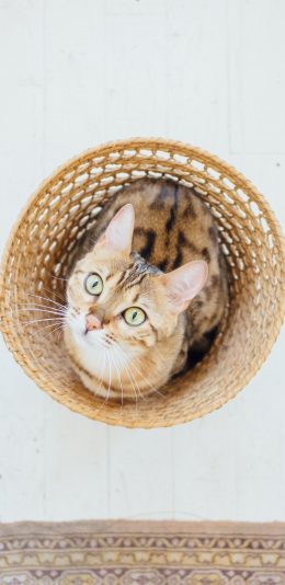 [2436x1125]猫咪 宠物  竹筐 仰头 苹果手机壁纸图片