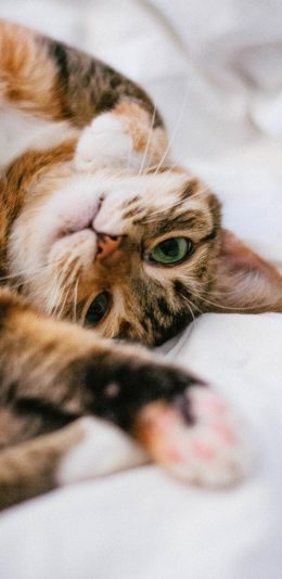 [2436x1125]猫咪 宠物  调皮 可爱 苹果手机壁纸图片