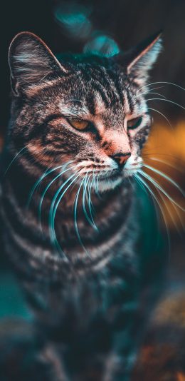 [2436x1125]猫咪 宠物 一脸不爽 胡须 苹果手机壁纸图片