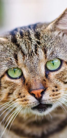 [2436x1125]猫咪 宠物 丧脸 低垂 苹果手机壁纸图片