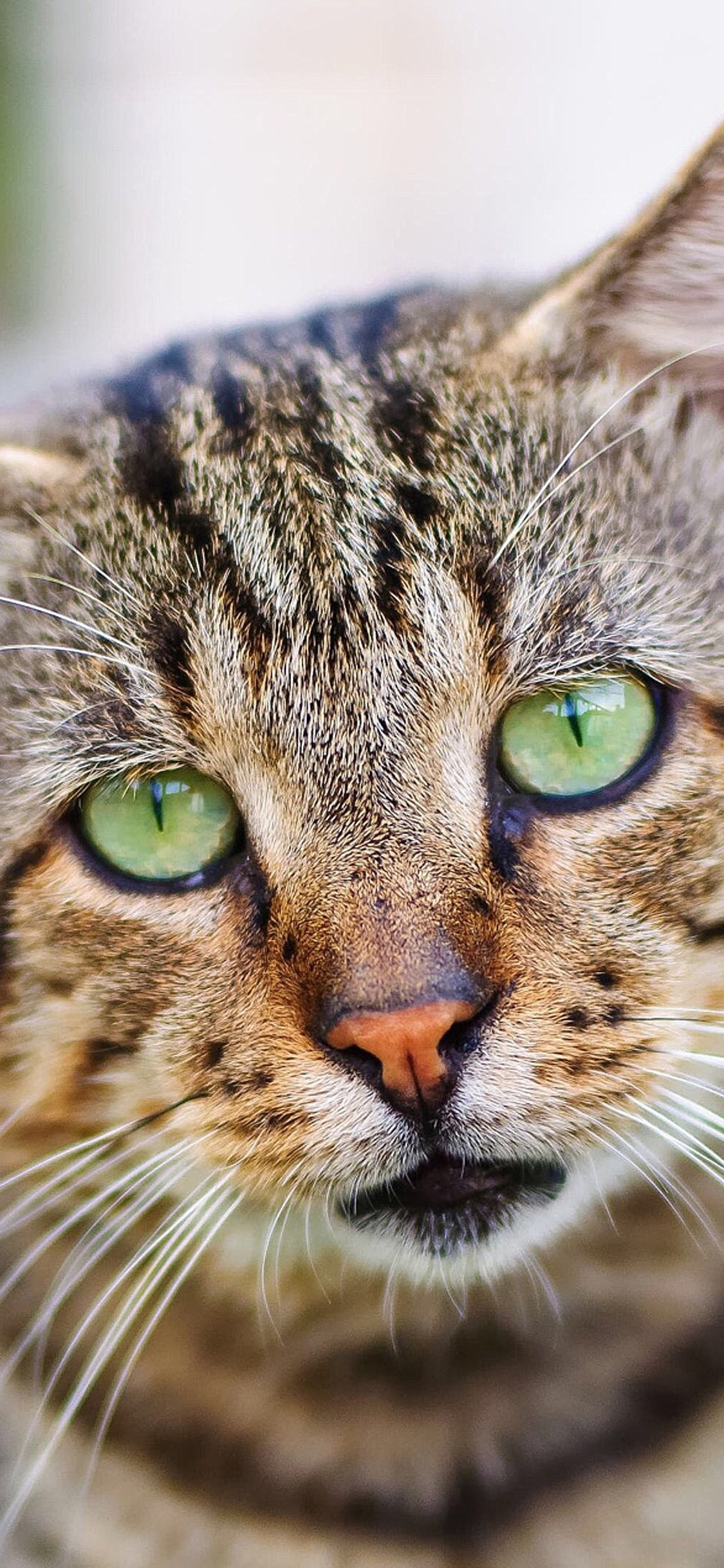 [2436×1125]猫咪 宠物 丧脸 低垂 苹果手机壁纸图片