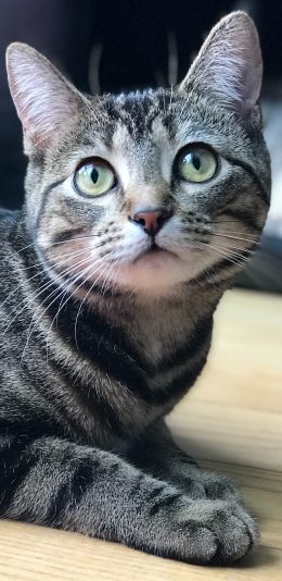 [2436x1125]猫咪 宠物 乖巧 呆萌 苹果手机壁纸图片