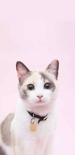 [2436x1125]猫咪 宠物 乖巧 颈链 苹果手机壁纸图片