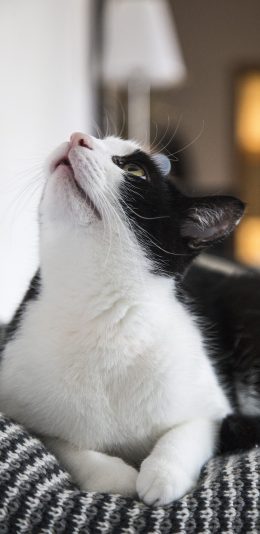 [2436x1125]猫咪 宠物 仰头 可爱 苹果手机壁纸图片