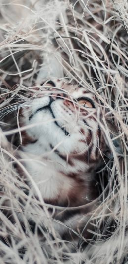 [2436x1125]猫咪 宠物 仰头 杂草堆 苹果手机壁纸图片