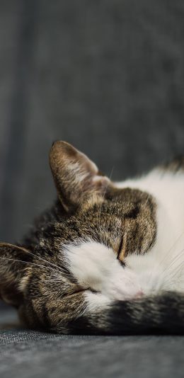 [2436x1125]猫咪 宠物 休憩 花猫 苹果手机壁纸图片