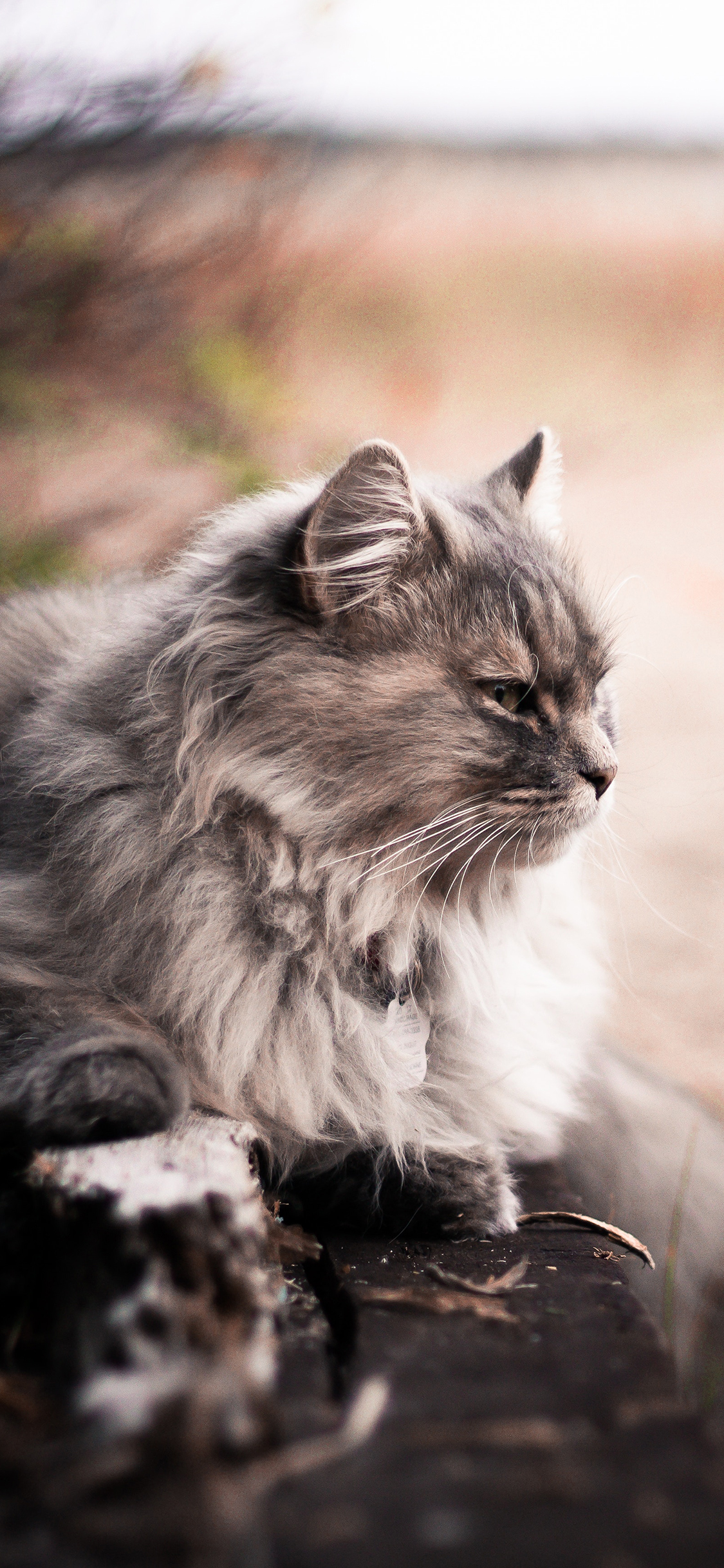 [2436×1125]猫咪 宠物 侧脸 忧郁 苹果手机壁纸图片