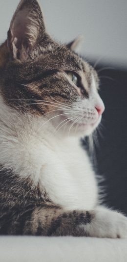 [2436x1125]猫咪 宠物 侧身 苹果手机壁纸图片