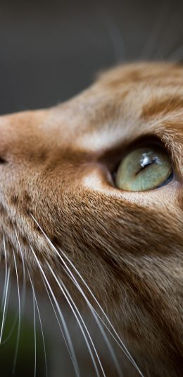 [2436x1125]猫咪 宠物 侧颜 橘猫 苹果手机壁纸图片