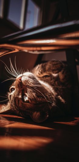 [2436x1125]猫咪 宠物 光影 地板 苹果手机壁纸图片