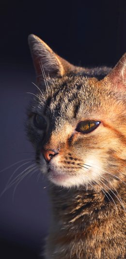 [2436x1125]猫咪 宠物 光线 皮毛 苹果手机壁纸图片