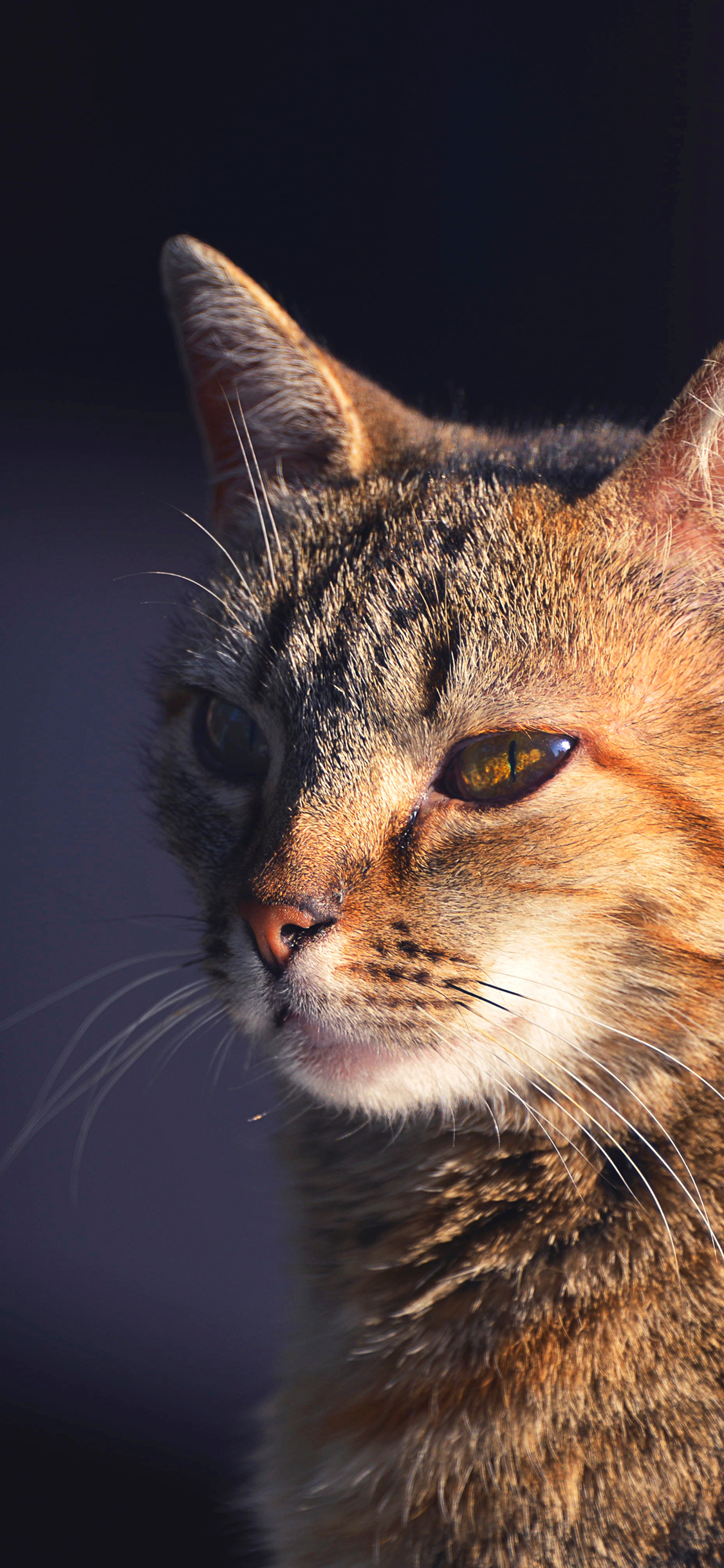 [2436×1125]猫咪 宠物 光线 皮毛 苹果手机壁纸图片