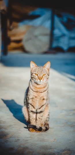 [2436x1125]猫咪 宠物 凶狠 眼神 苹果手机壁纸图片