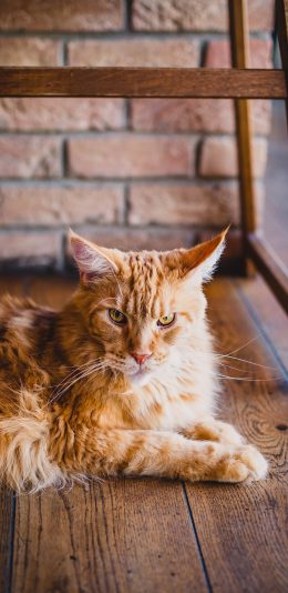 [2436x1125]猫咪 宠物 凶狠 虎猫 苹果手机壁纸图片