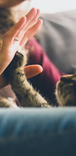 [2436x1125]猫咪 宠物 击掌 可爱 苹果手机壁纸图片