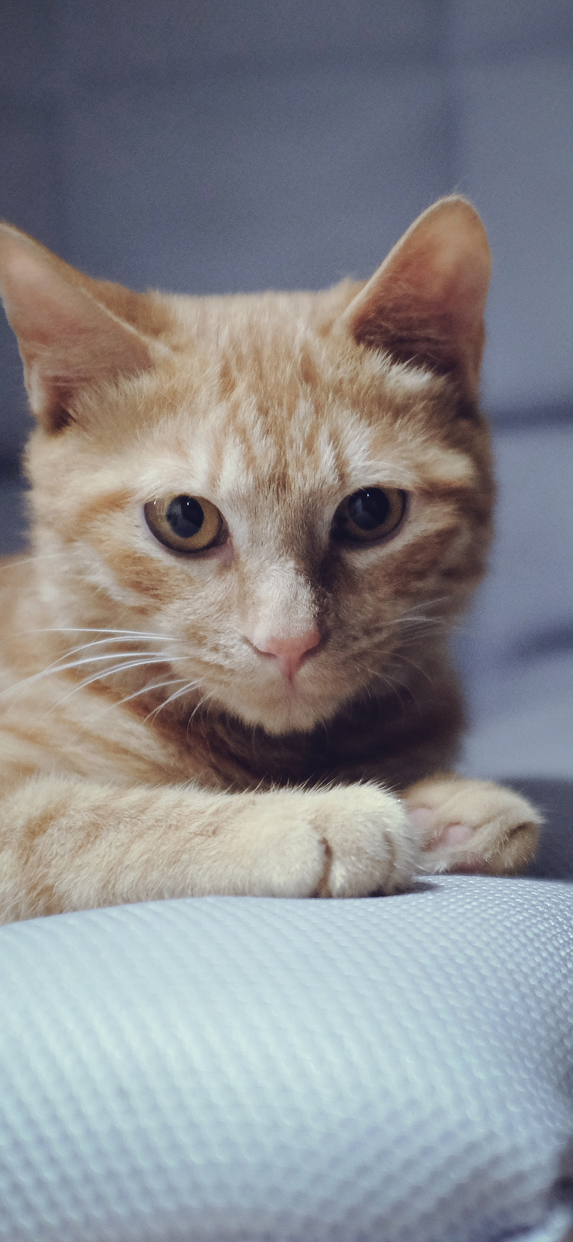 [2436×1125]猫咪 宠物 动物 可爱 苹果手机壁纸图片