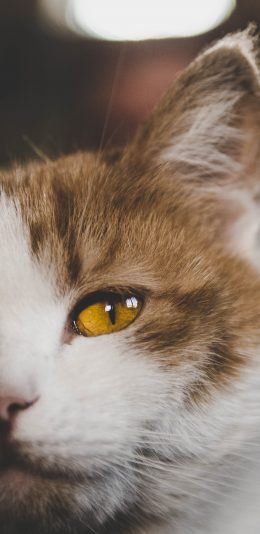 [2436x1125]猫咪 宠物 半脸 橘猫 苹果手机壁纸图片