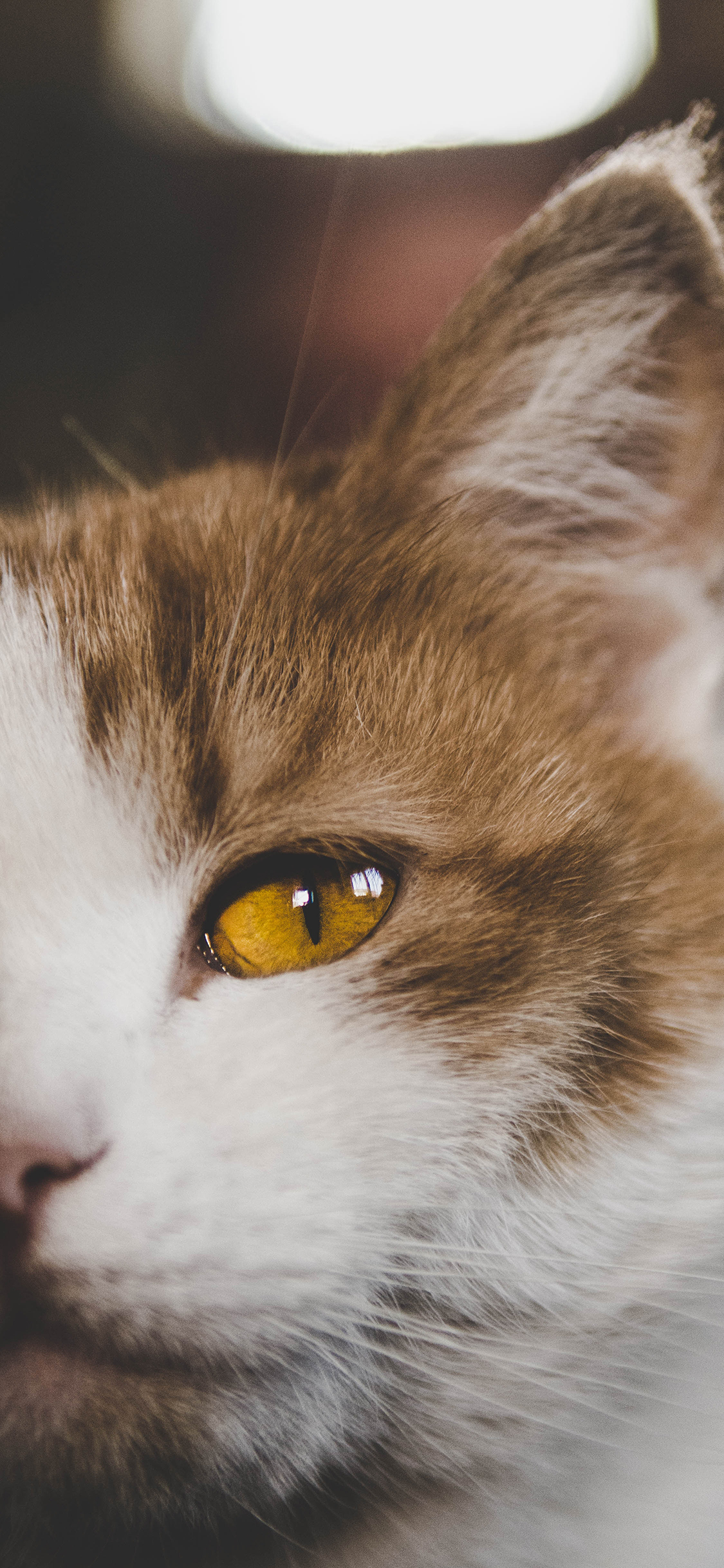 [2436×1125]猫咪 宠物 半脸 橘猫 苹果手机壁纸图片