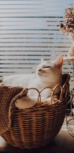 [2436x1125]猫咪 宠物 可爱 休憩 苹果手机壁纸图片