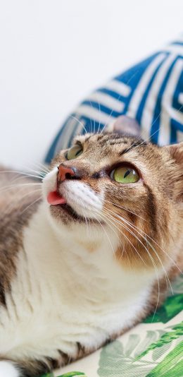 [2436x1125]猫咪 宠物 可爱 吐舌 苹果手机壁纸图片