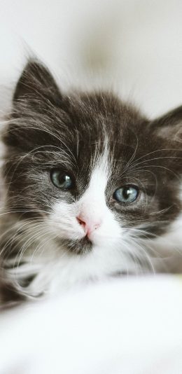 [2436x1125]猫咪 宠物 可爱 小猫 苹果手机壁纸图片