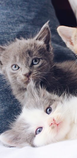 [2436x1125]猫咪 宠物 可爱 幼仔 苹果手机壁纸图片