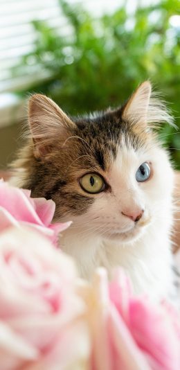 [2436x1125]猫咪 宠物 可爱 异瞳 苹果手机壁纸图片