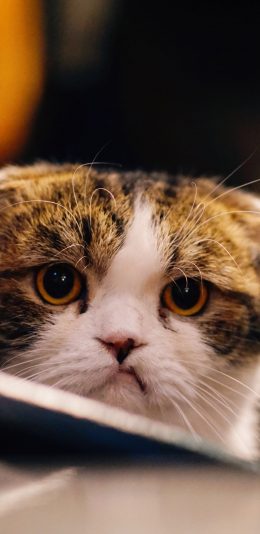 [2436x1125]猫咪 宠物 可爱 折耳猫 苹果手机壁纸图片