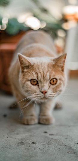 [2436x1125]猫咪 宠物 可爱 橘猫 苹果手机壁纸图片