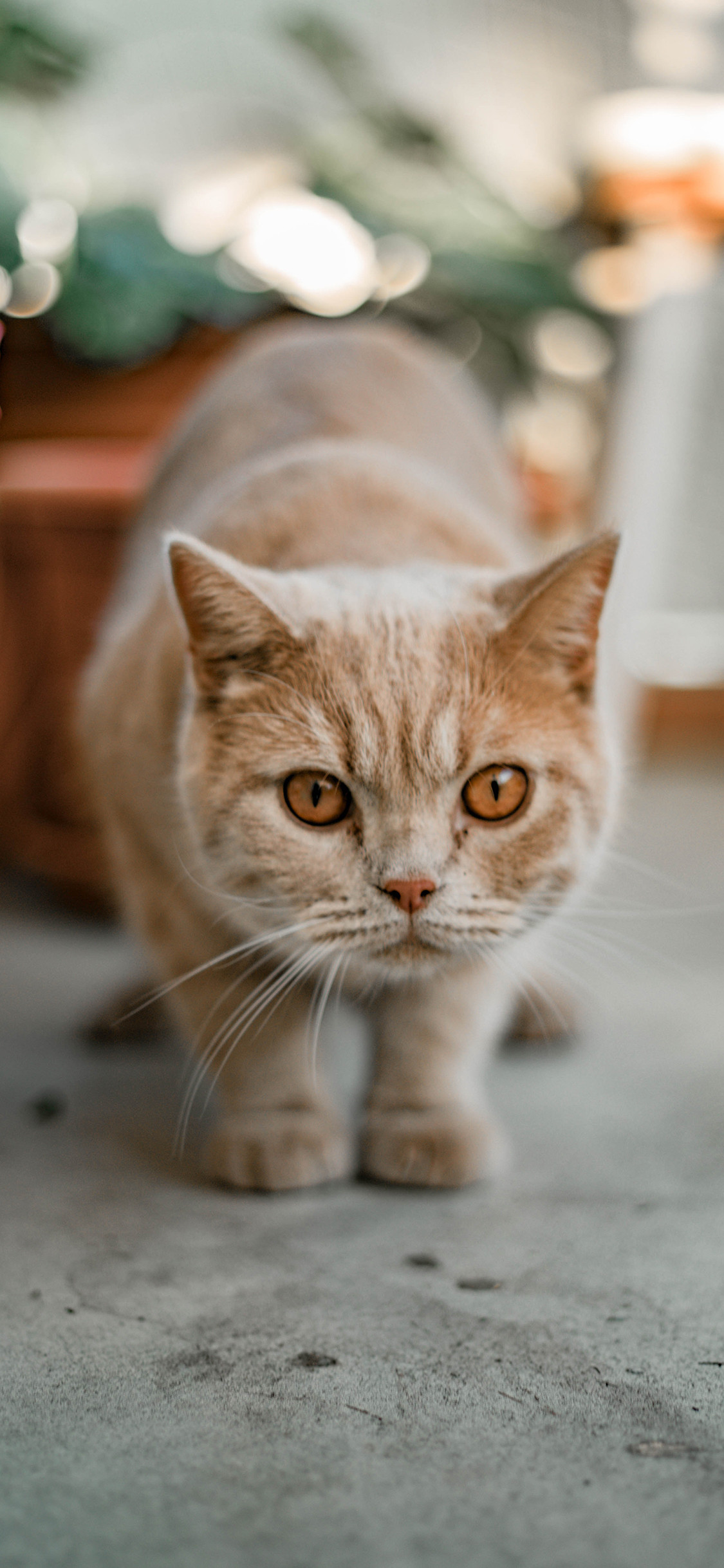 [2436×1125]猫咪 宠物 可爱 橘猫 苹果手机壁纸图片