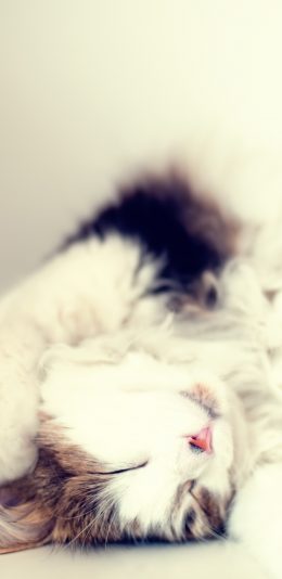 [2436x1125]猫咪 宠物 可爱 水面 睡眠 苹果手机壁纸图片