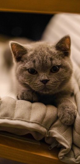 [2436x1125]猫咪 宠物 可爱 沙发 苹果手机壁纸图片