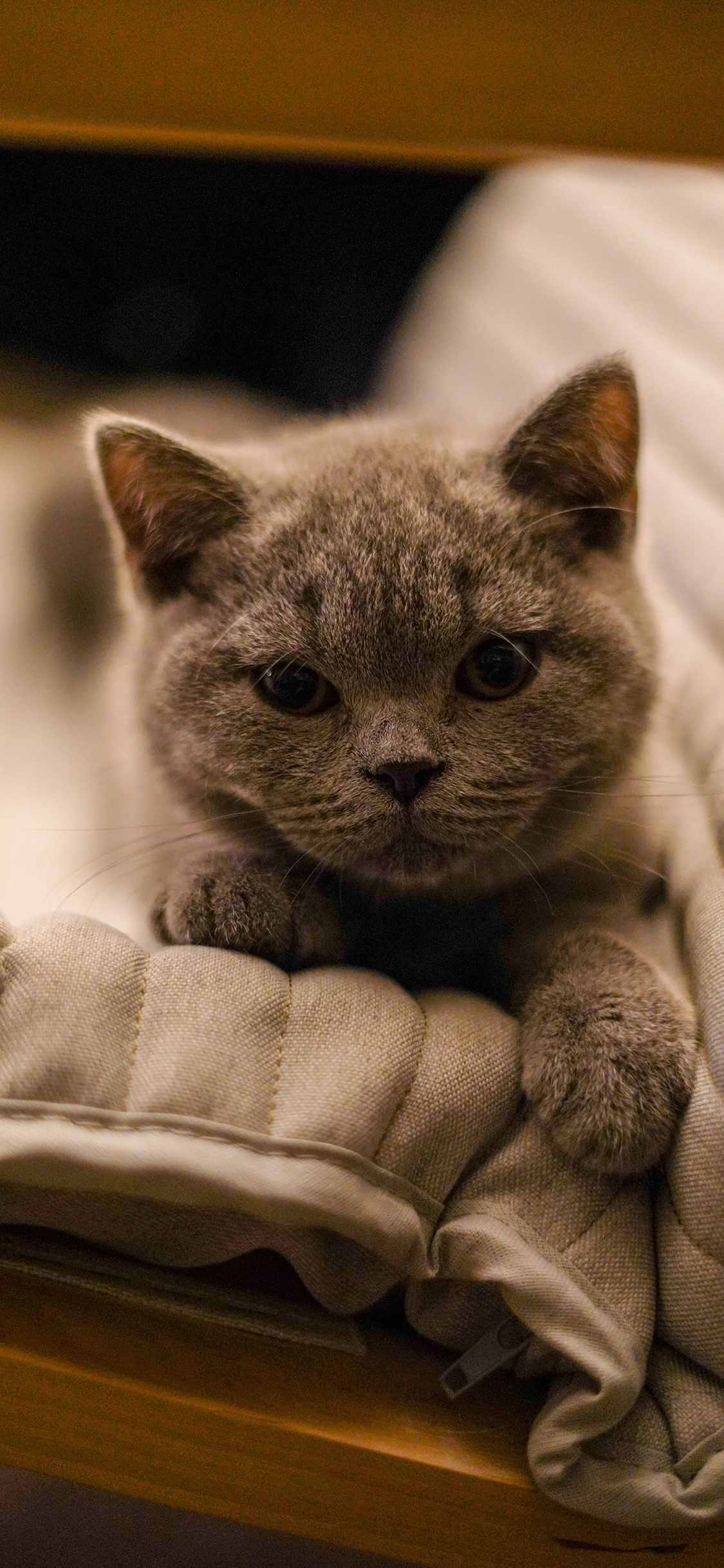 [2436×1125]猫咪 宠物 可爱 沙发 苹果手机壁纸图片