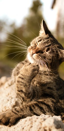 [2436x1125]猫咪_宠物 可爱 猫爪 苹果手机壁纸图片