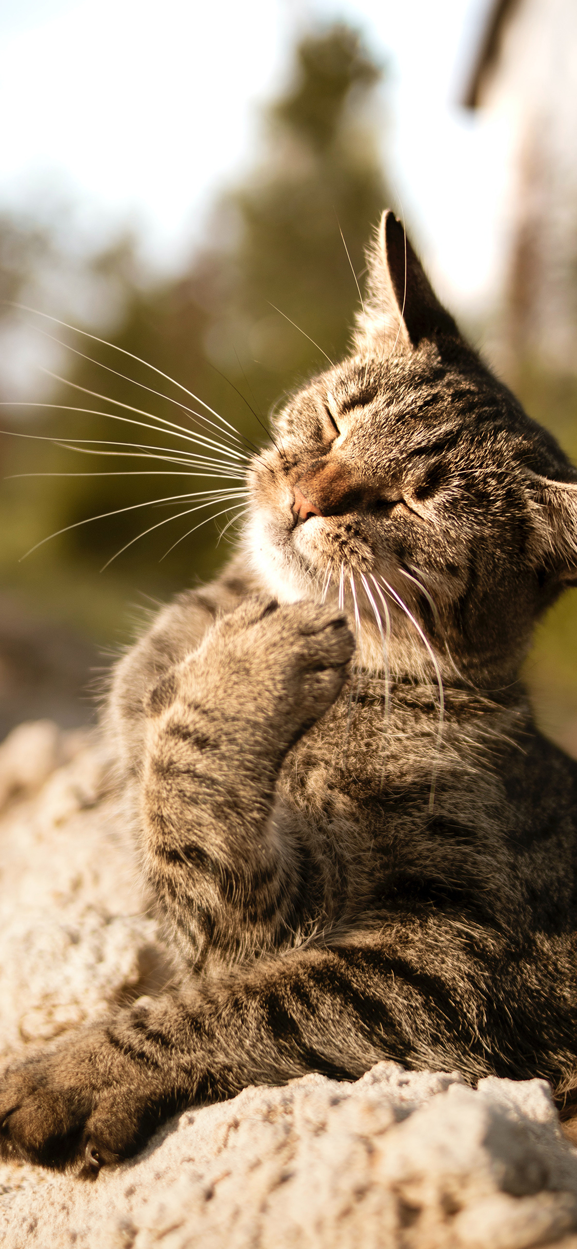 [2436×1125]猫咪_宠物 可爱 猫爪 苹果手机壁纸图片