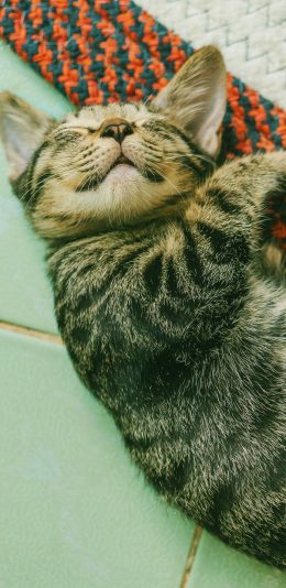 [2436x1125]猫咪 宠物 可爱 睡觉 苹果手机壁纸图片