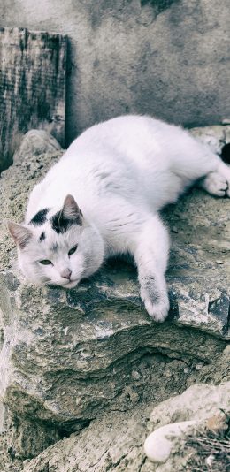 [2436x1125]猫咪 宠物 可爱 石壁 苹果手机壁纸图片