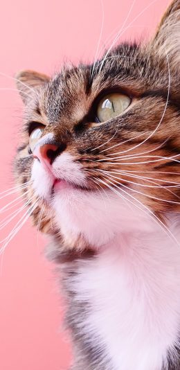 [2436x1125]猫咪 宠物 可爱 粉色 喵星人 苹果手机壁纸图片