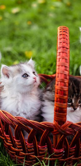 [2436x1125]猫咪 宠物 可爱 草坪 竹篮 苹果手机壁纸图片