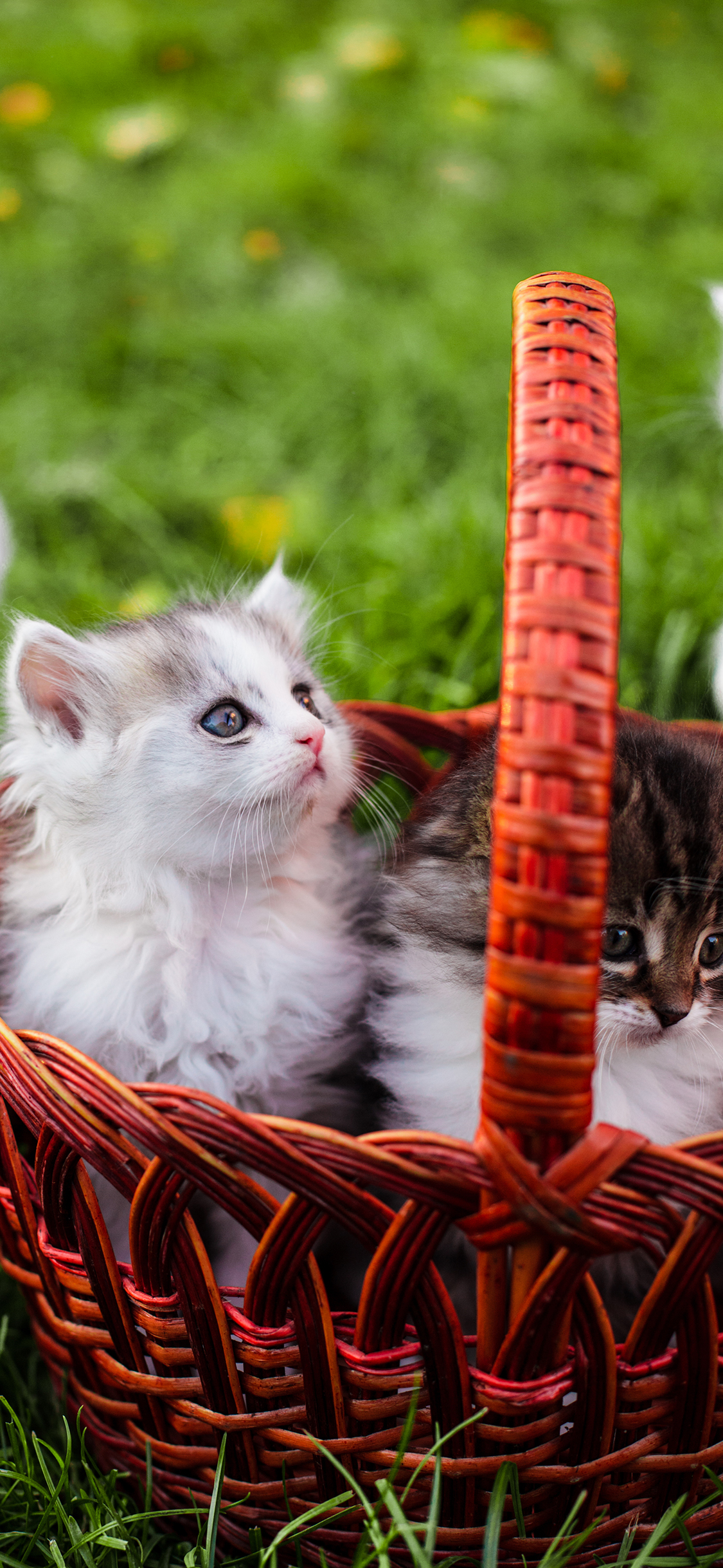 [2436×1125]猫咪 宠物 可爱 草坪 竹篮 苹果手机壁纸图片