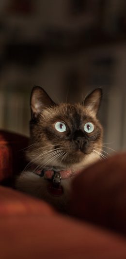 [2436x1125]猫咪 宠物 可爱 蓝眼 项圈 苹果手机壁纸图片