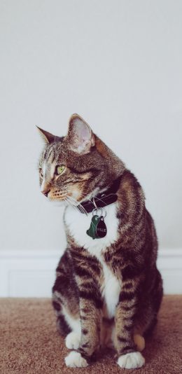 [2436x1125]猫咪 宠物 可爱 颈饰 苹果手机壁纸图片