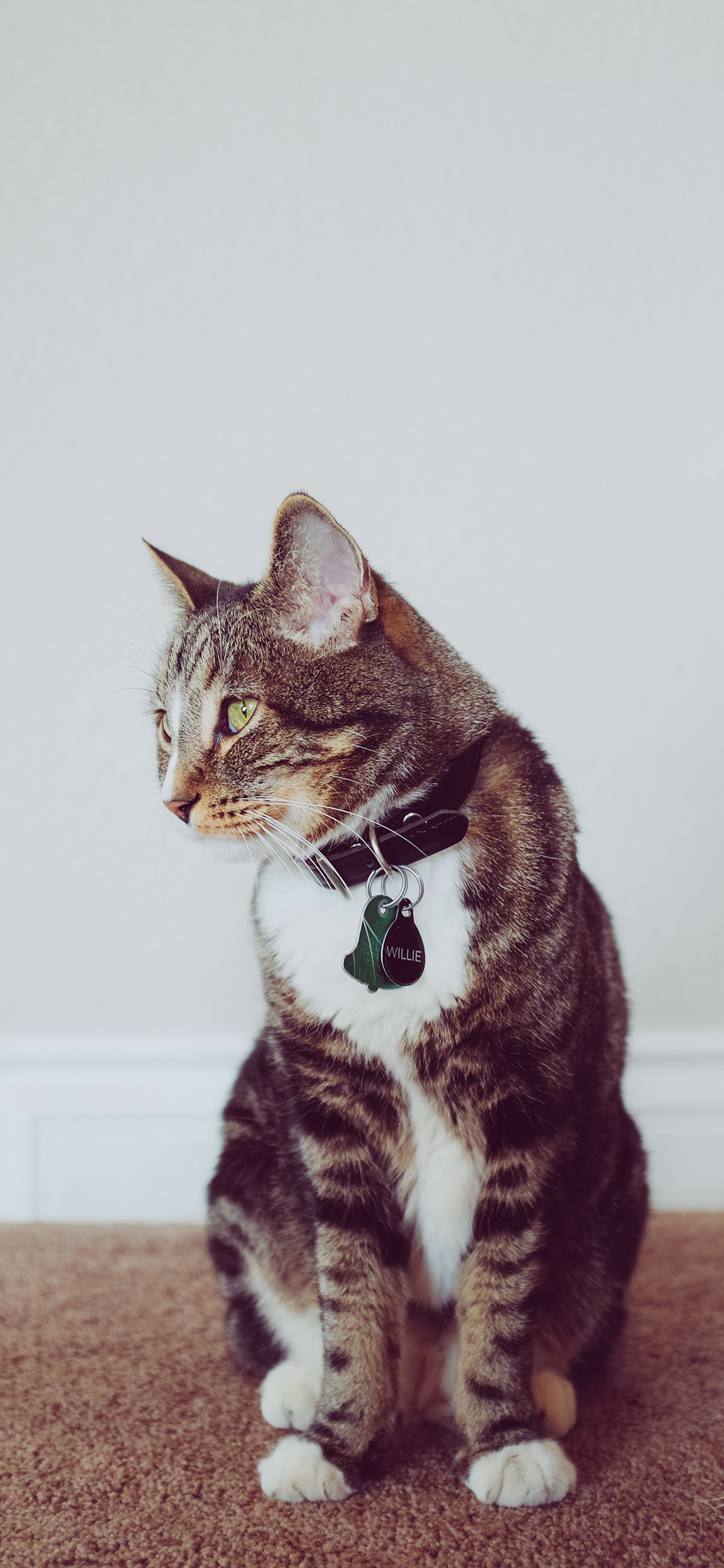 [2436×1125]猫咪 宠物 可爱 颈饰 苹果手机壁纸图片