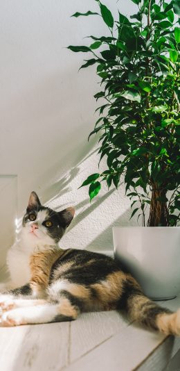 [2436x1125]猫咪 宠物 台阶 盆栽 晒日 苹果手机壁纸图片