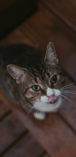 [2436x1125]猫咪 宠物 吐舌 花猫 苹果手机壁纸图片