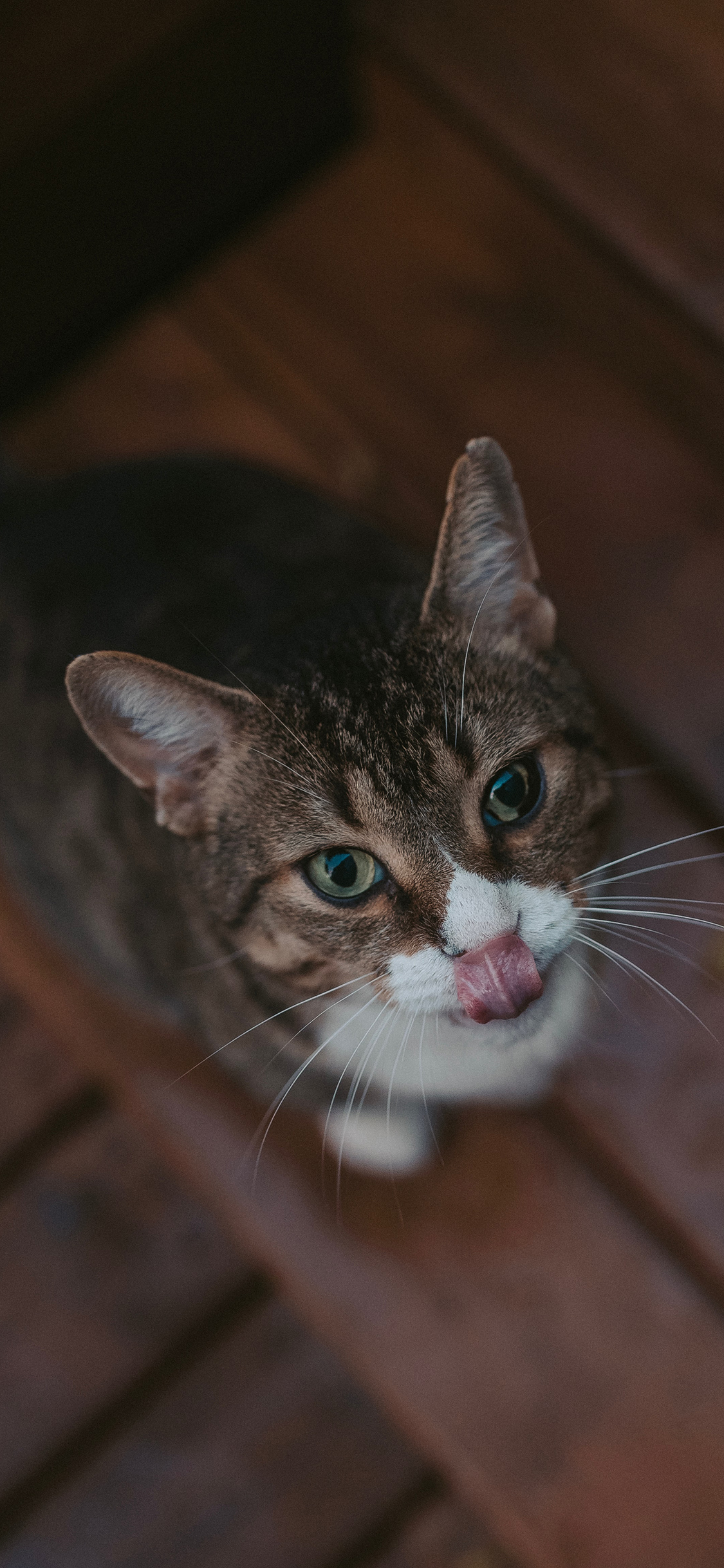 [2436×1125]猫咪 宠物 吐舌 花猫 苹果手机壁纸图片