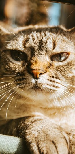 [2436x1125]猫咪 宠物 呆滞 猫须 苹果手机壁纸图片