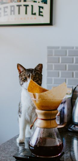 [2436x1125]猫咪 宠物 咖啡壶 滴漏 苹果手机壁纸图片